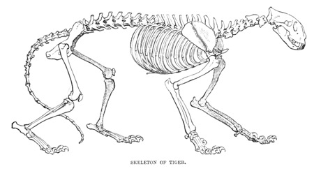 Tiger Skeleton